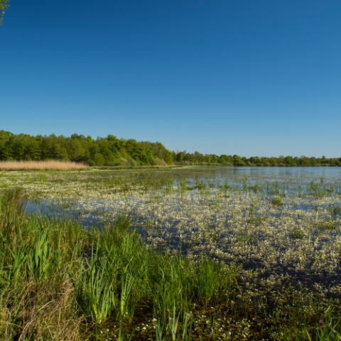 Camping le Renom dans l’Ain proche de la Dombes