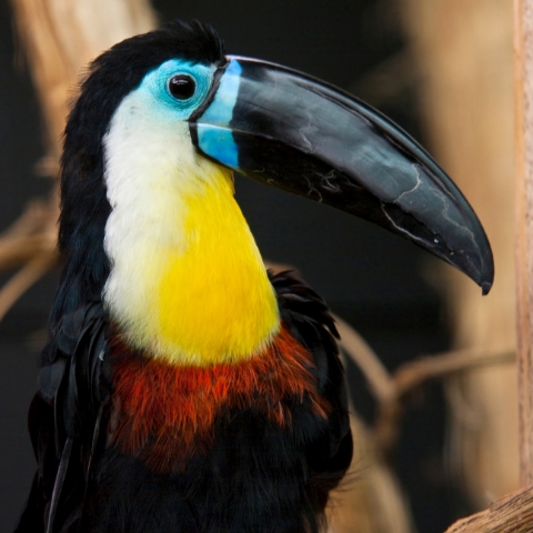 Le Parc des Oiseaux à proximité du camping dans l’Ain le Renom