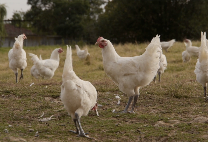 Poulets de bresse
