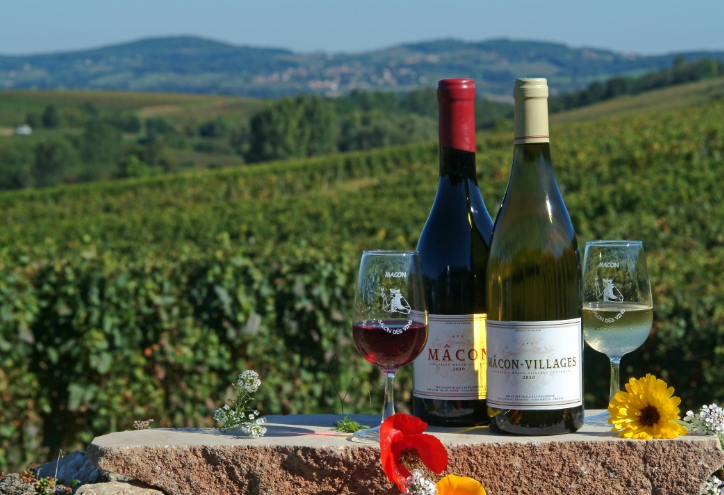 Découverte des vignobles du Mâconnais, lors de votre séjour au camping le Renom en région Auvergne-Rhône-Alpes, dans l’Ain